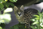 Baby Serval