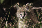 Baby Serval