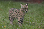 Baby Serval
