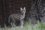 Baby Serval