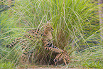 Serval