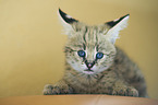 young Serval