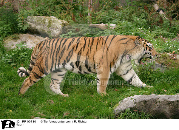 tiger / RR-00780