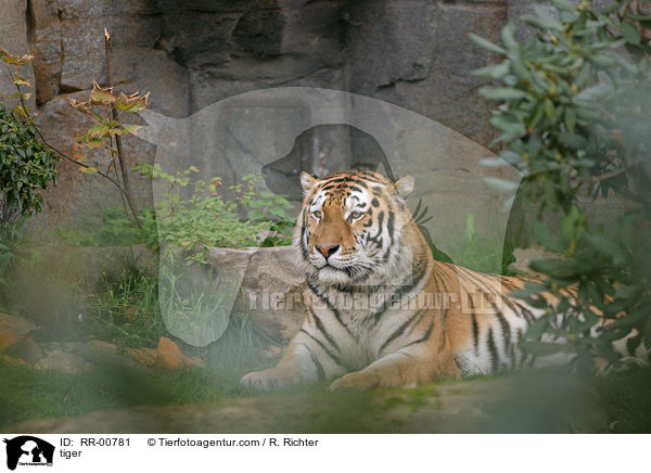 tiger / RR-00781