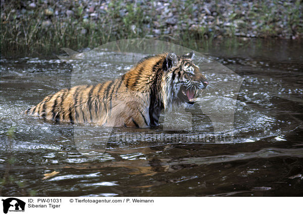 Sibirischer Tiger / Siberian Tiger / PW-01031