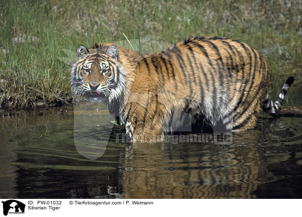 Sibirischer Tiger / Siberian Tiger / PW-01032