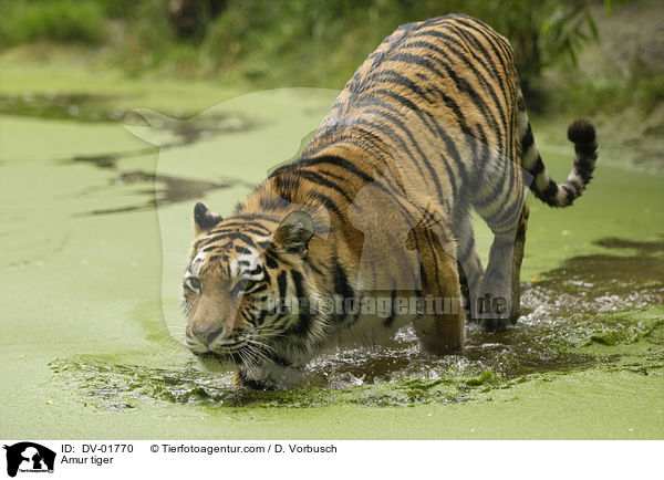 Amur tiger / DV-01770
