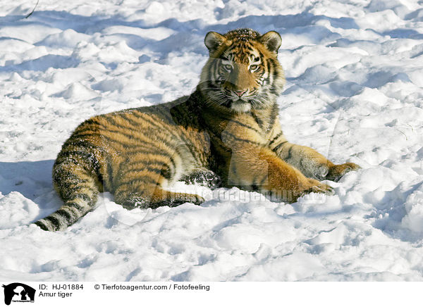 Amur tiger / HJ-01884