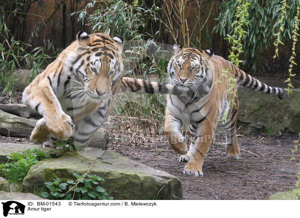 Amur tiger / BM-01543