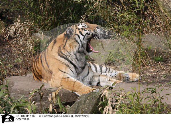 Amur tiger / BM-01546
