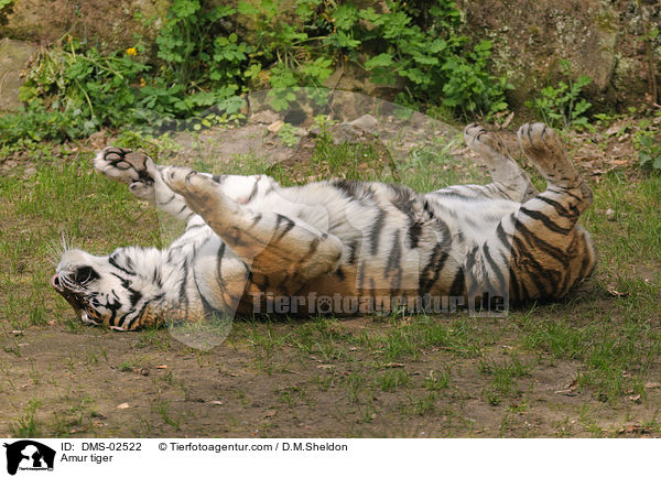 Amurtiger / Amur tiger / DMS-02522