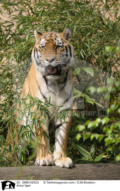 Amur tiger / DMS-02523