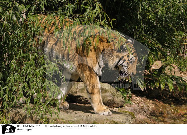 Amur tiger / DMS-02537