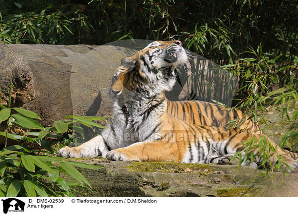 Amur tigers / DMS-02539