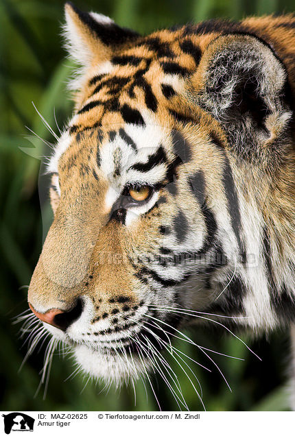 Amur tiger / MAZ-02625
