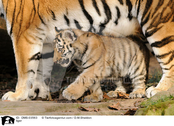 tiger / DMS-03563