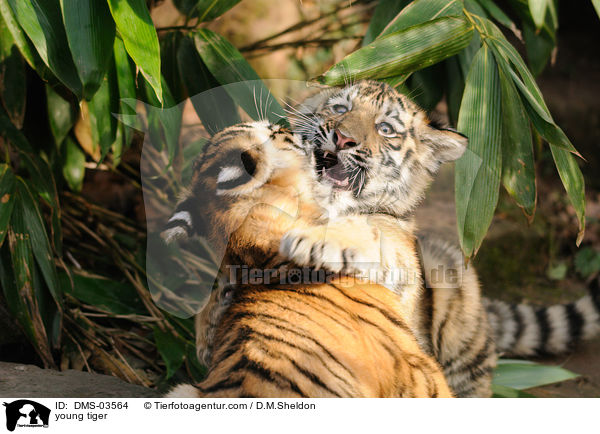 young tiger / DMS-03564