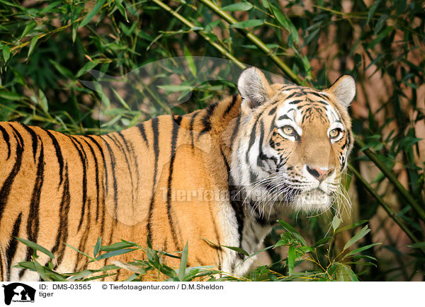 tiger / DMS-03565