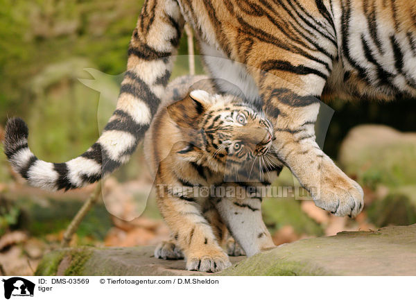 tiger / DMS-03569