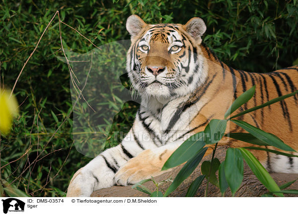 Amurtiger / tiger / DMS-03574