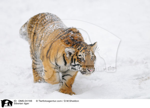 Siberian tiger / DMS-04166
