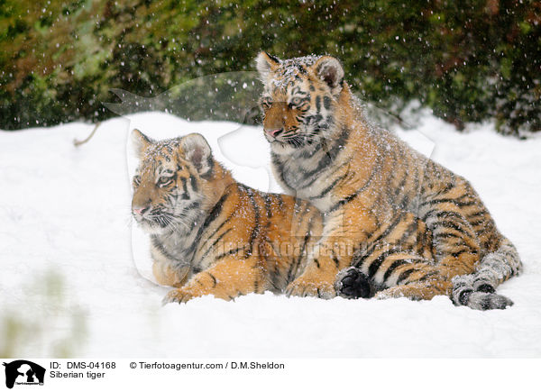 Siberian tiger / DMS-04168