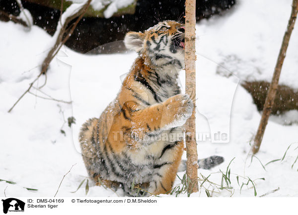 Siberian tiger / DMS-04169