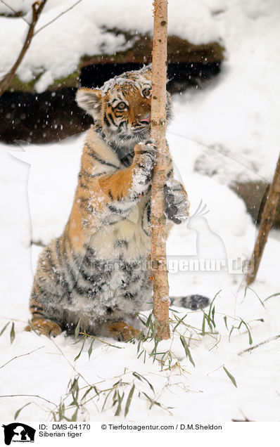 Siberian tiger / DMS-04170