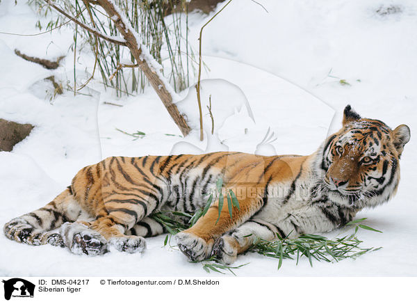 Siberian tiger / DMS-04217
