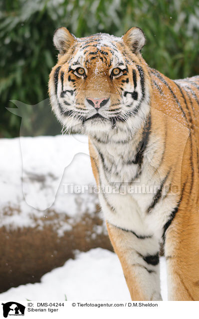 Siberian tiger / DMS-04244