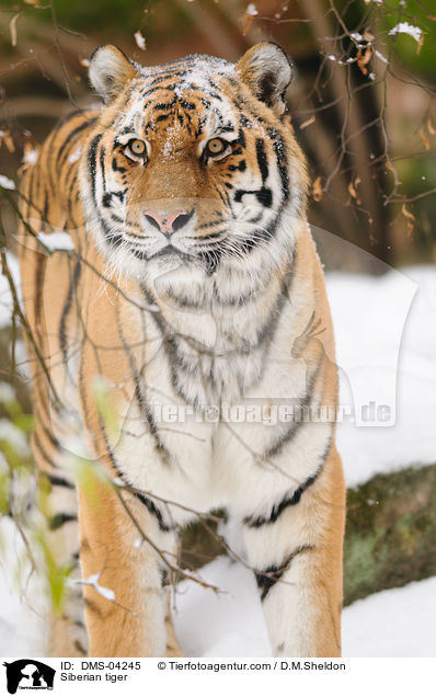 Siberian tiger / DMS-04245