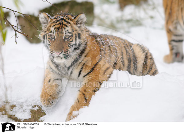 Siberian tiger / DMS-04252