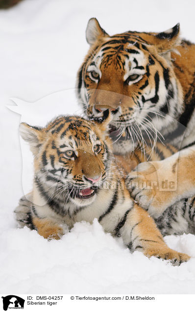 Siberian tiger / DMS-04257
