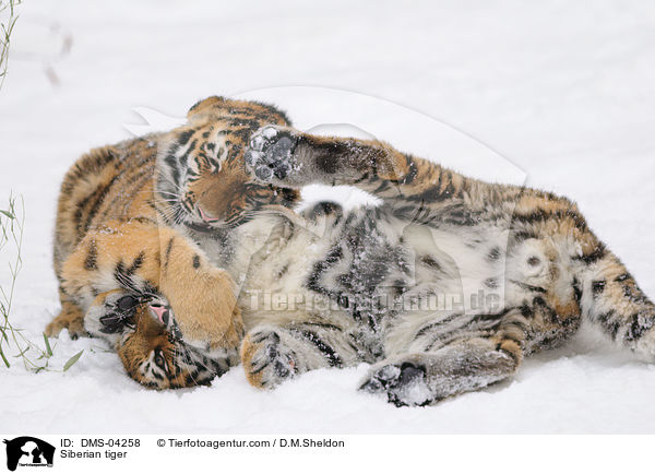 Siberian tiger / DMS-04258