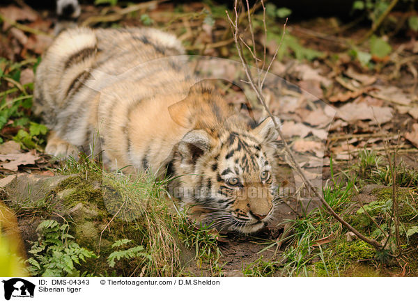 Siberian tiger / DMS-04343