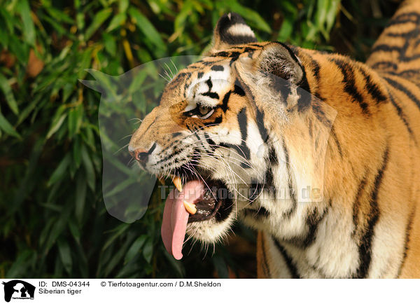 Siberian tiger / DMS-04344