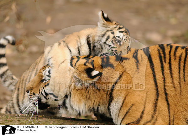 Siberian tiger / DMS-04345
