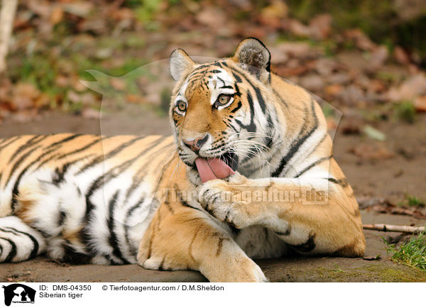 Siberian tiger / DMS-04350