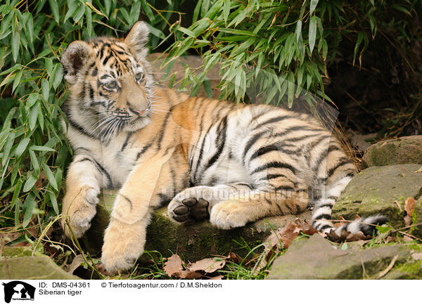 Siberian tiger / DMS-04361