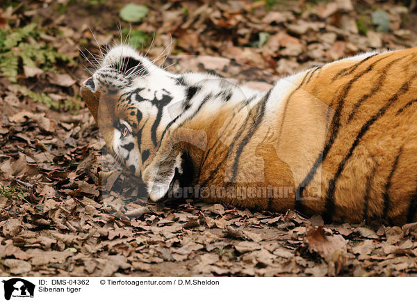 Siberian tiger / DMS-04362