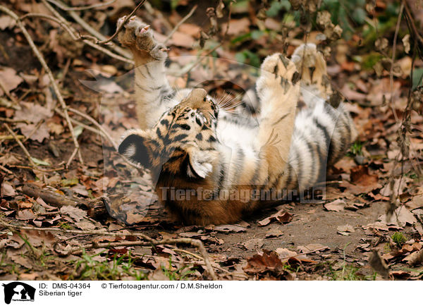 Siberian tiger / DMS-04364