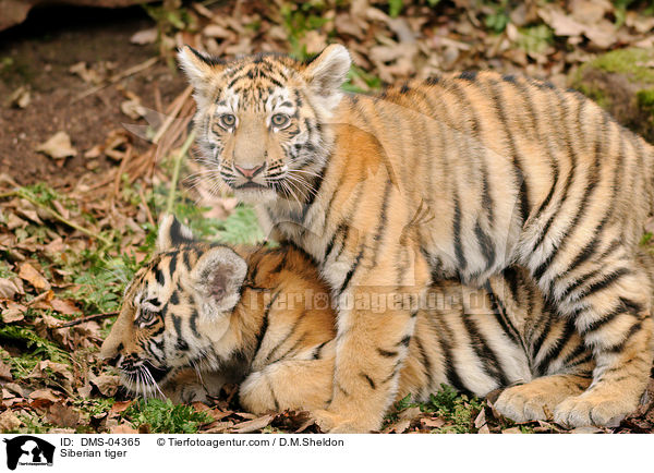 Siberian tiger / DMS-04365