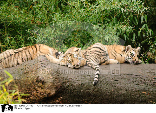 Siberian tiger / DMS-04450