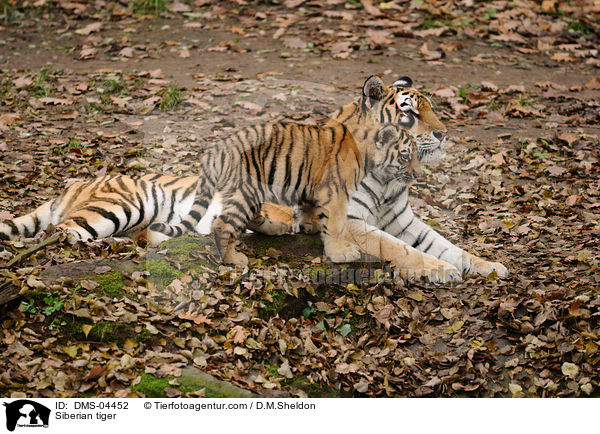 Siberian tiger / DMS-04452