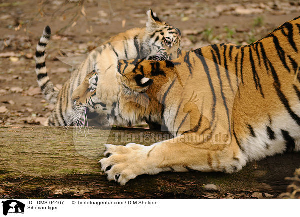 Siberian tiger / DMS-04467