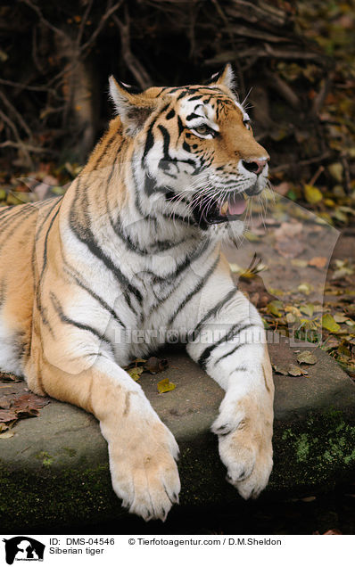 Siberian tiger / DMS-04546