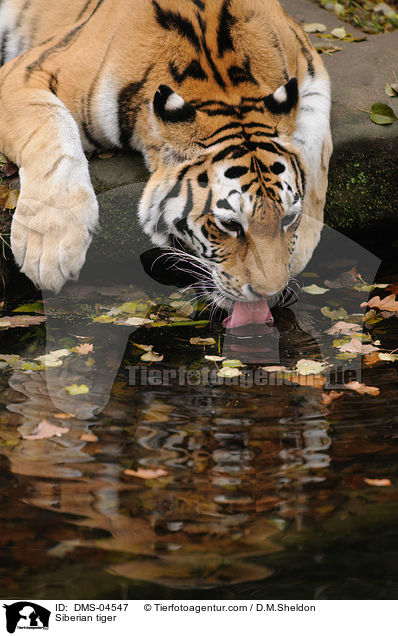 Siberian tiger / DMS-04547