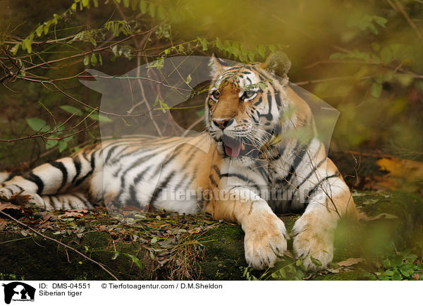 Amurtiger / Siberian tiger / DMS-04551