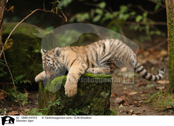 Siberian tiger / DMS-04553