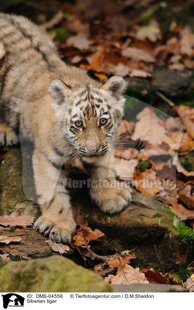 Siberian tiger / DMS-04558